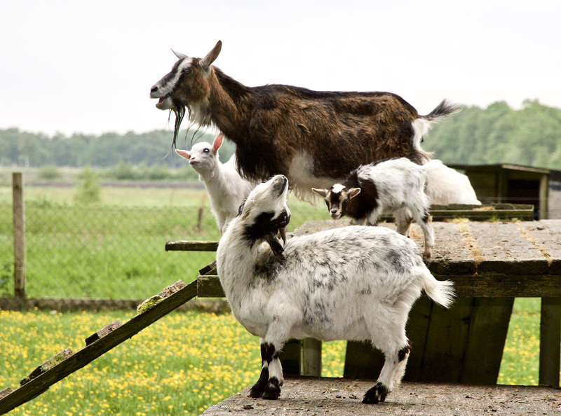 Ziegenfamilie