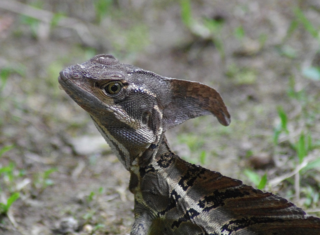 Brown Basilisk (male)