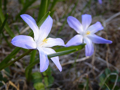 Spring flowers