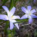 Spring flowers