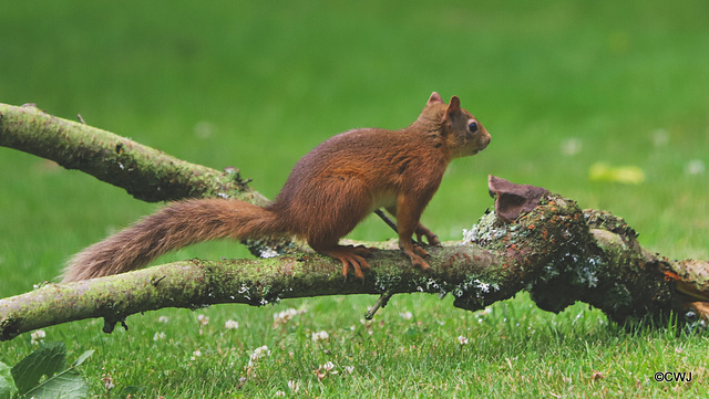 Youngster checking out storm-damaged plum tree branch