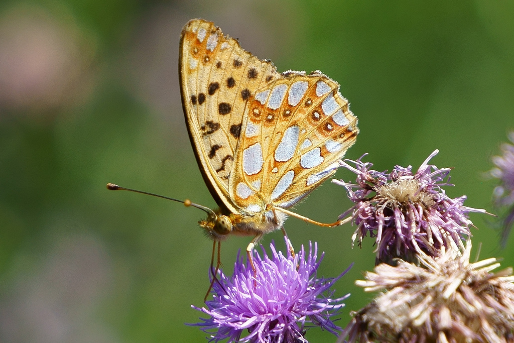 Noch einmal Issoria lathonia auf Distel