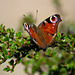 Peacock Butterfly