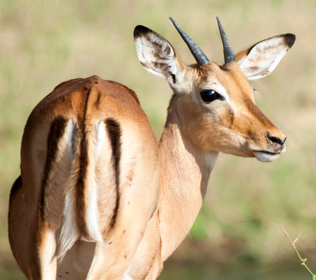 South Africa Kruger Park IGP6956-Edit