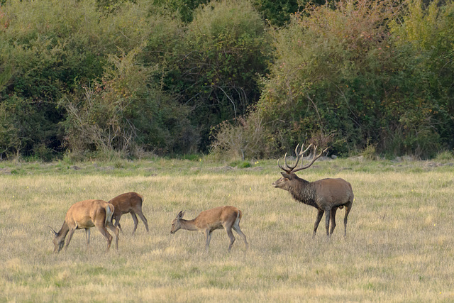 Cerf aux aguets