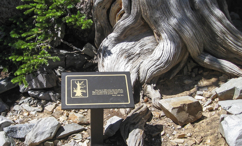 Great Basin National Park Bristlecone pines (#1153)