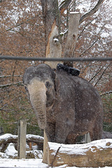 Pama im Schnee (Wilhelma)