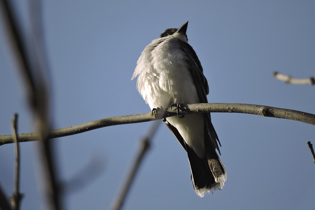 Eastern Kingbird