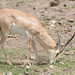 Ngorongoro, The Grant's Gazelle