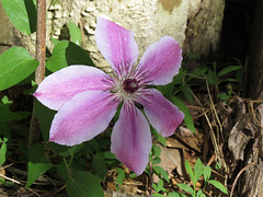 Clematis "Nelly Moser"