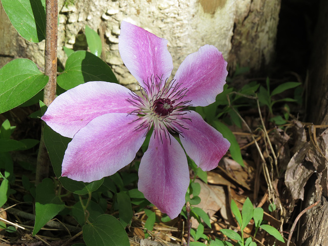 Clematis "Nelly Moser"