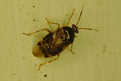 Bug EF7A2988