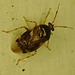 Bug EF7A2988