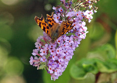 Comma