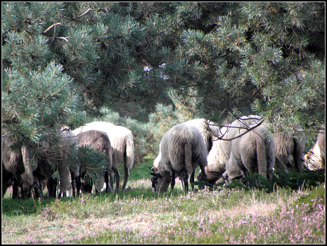 Doug his Sheep