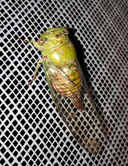 Cicada on our window-screen