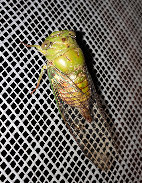 Cicada on our window-screen