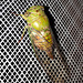 Cicada on our window-screen