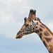 Uganda, Portrait of Giraffe in Murchison Falls National Park