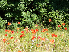 Mohnblumen