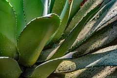 im Botanischen Garten von Genf (© Buelipix)