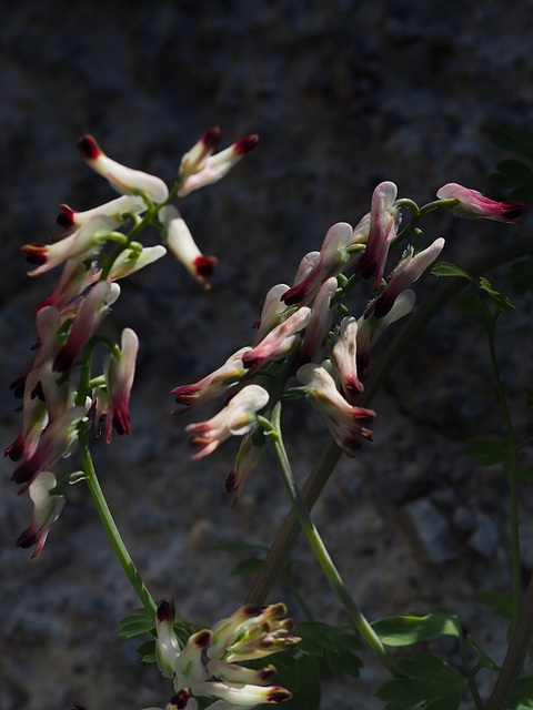 Fumaria officinalis