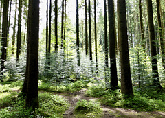 Lichtdurchfluteter Wald am Waldsee