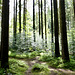 Lichtdurchfluteter Wald am Waldsee