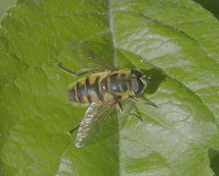 5T2A3946 Eristalis Tenax