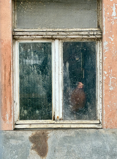 hWW.....Hühner können keine Fenster putzen.....