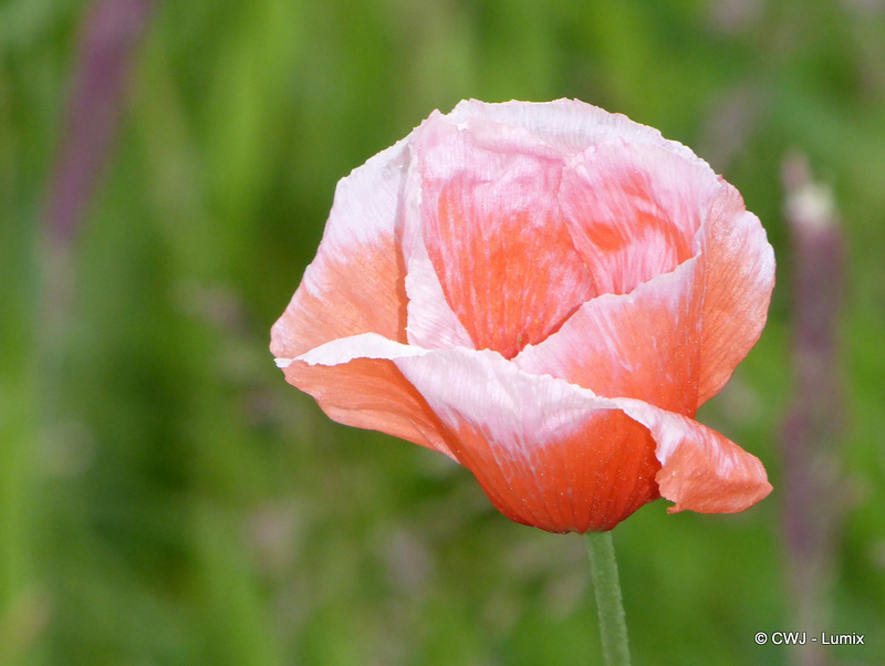 Wild poppy