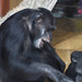 Schimpansenmann Benny (Zoo Karlsruhe)