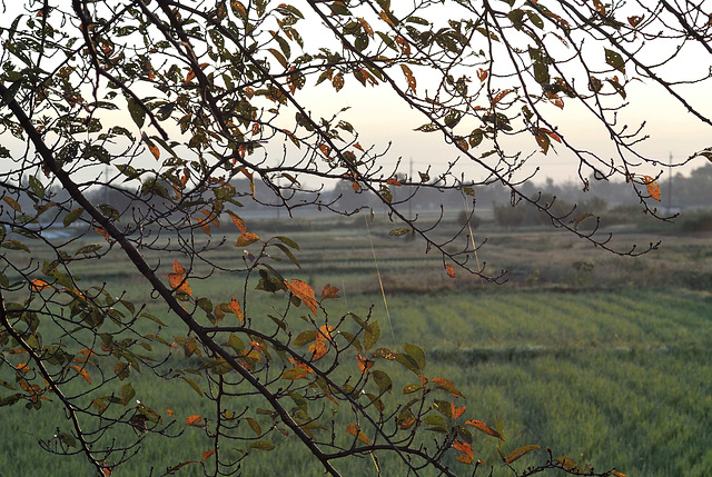Colored leaves over paddy fields