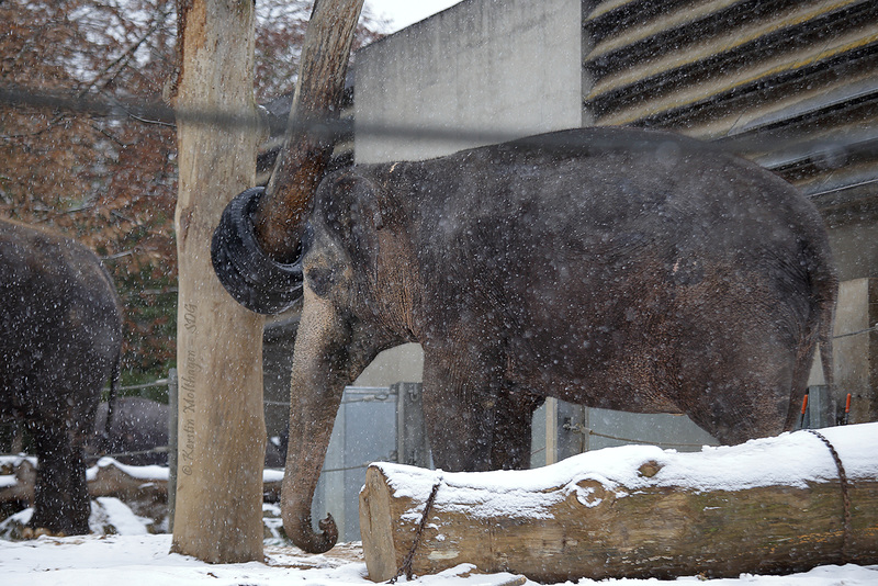 Pama im Schnee (Wilhelma)