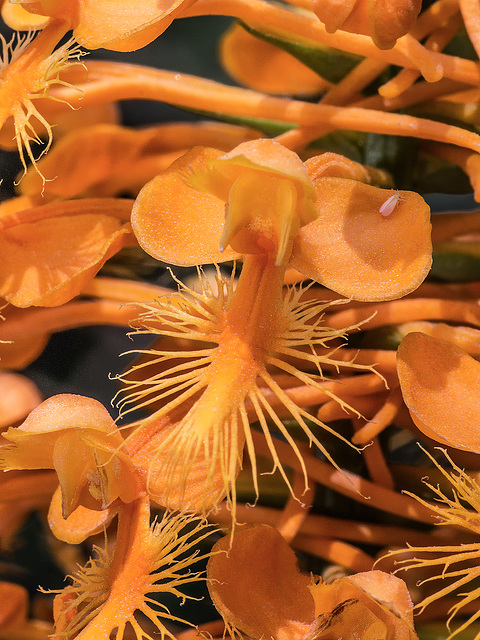 Platntera ciliaris (Yellow Fringed orchid)