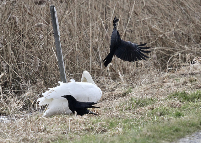 Schwan greift Rabenvogel an