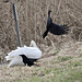 Schwan greift Rabenvogel an