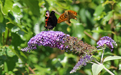 Peacock & Comma jousting!