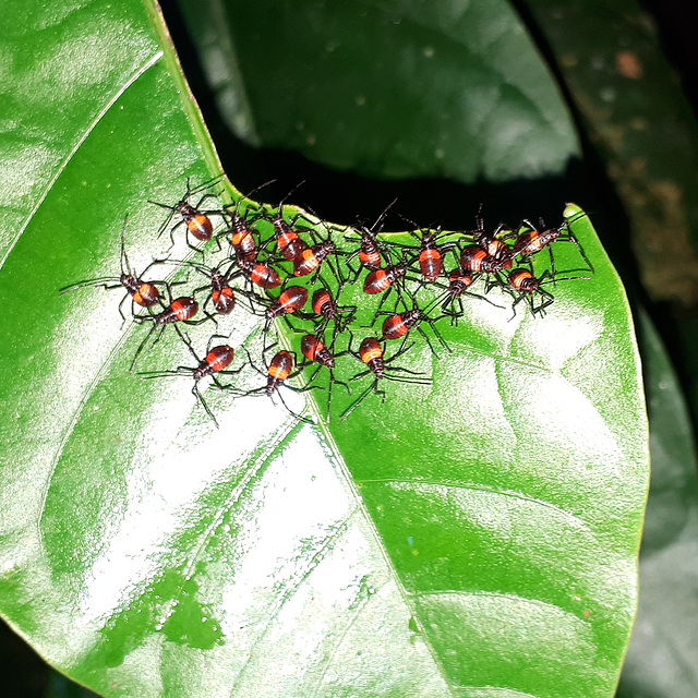 Stink Bug nymphs