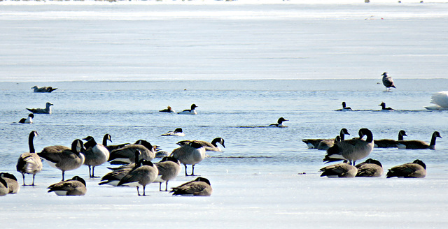 Mergansers and geese sharing the only open water...