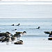 Mergansers and geese sharing the only open water...
