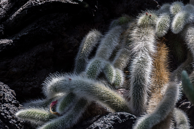 im Botanischen Garten von Genf (© Buelipix)