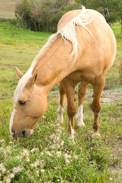 snack time in the pasture