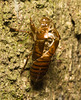 IMG 0155 Cicada