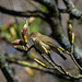 Chiffchaff