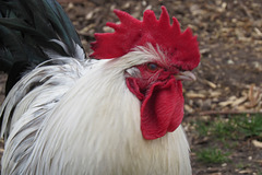 clissold park cock