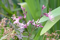 Wild Flowers - ID?