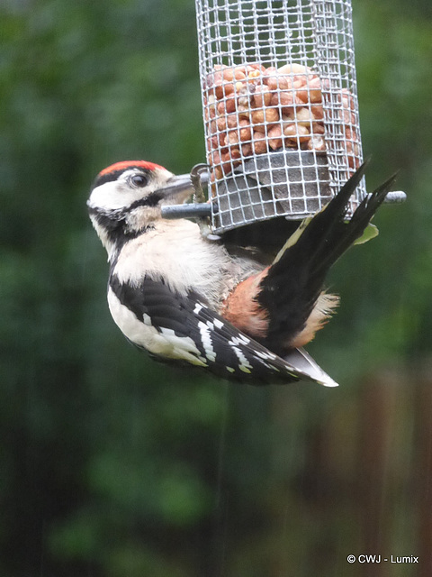 The baby woodpeckers have learnt from their parents that peanuts are a good source of protein...