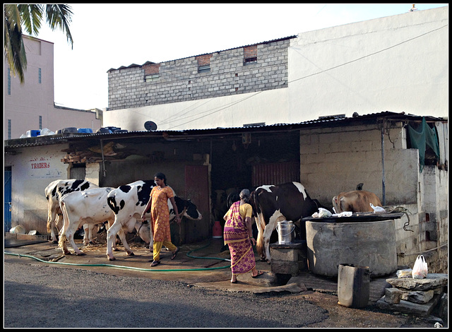 Road side cow shed