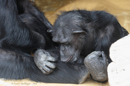 Katche krault Benny (Zoo Karlsruhe)